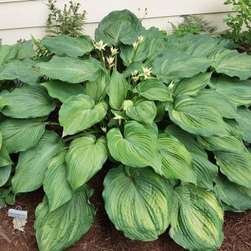 Hosta Guardian Angel - Hartlelie