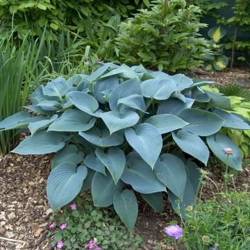 Hosta tardiana Halcyon - Hosta