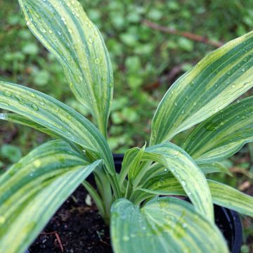 Hosta Hyuga Urajiro - Hartlelie
