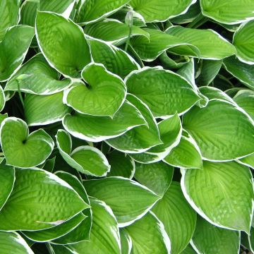 Hosta Julia - Hartlelie
