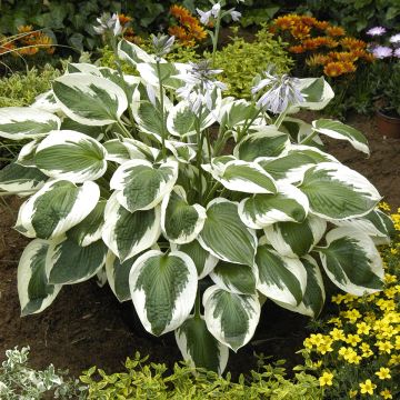 Hosta Minuteman - Hartlelie