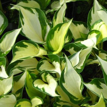 Hosta Morning Light - Hartlelie