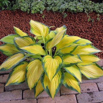 Hosta Orange Marmelade - Hartlelie