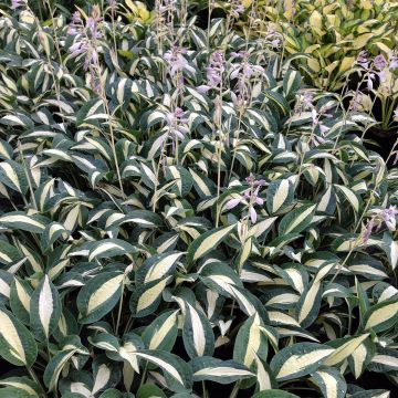 Hosta Pin Up - Hartlelie