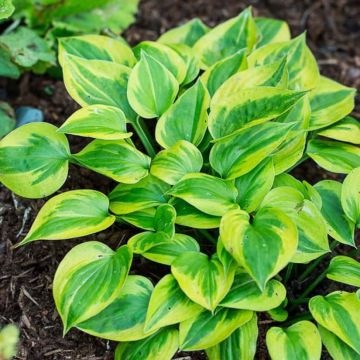 Hosta Radiant Edger - Hartlelie