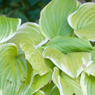 Hosta Saint Elmo's Fire - Hartlelie