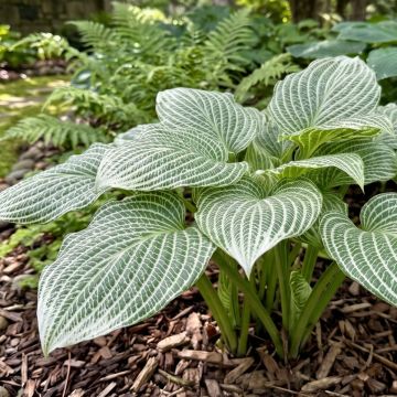 Hosta Second Coming - Hartlelie