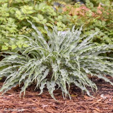 Hosta Silly String - Hartlelie