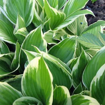 Hosta Silver Crown - Hartlelie