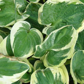 Hosta Snow Cap - Hartlelie
