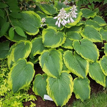 Hosta Spartacus - Hartlelie