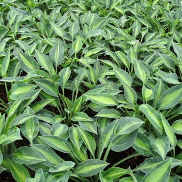 Hosta Stand by Me - Hartlelie