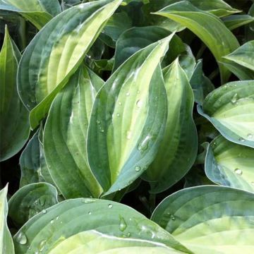 Hosta Striptease - Hartlelie