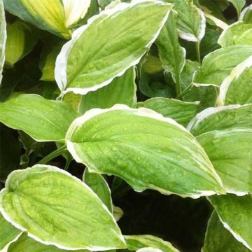 Hosta Sugar and Cream - Hartlelie