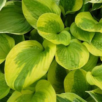 Hosta Summer Breeze - Hartlelie