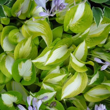 Hosta Summer Music - Hartlelie