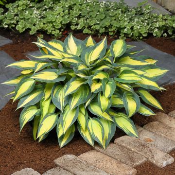 Hosta Timeless Beauty - Hartlelie