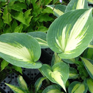 Hosta Touch Of Class - Hartlelie