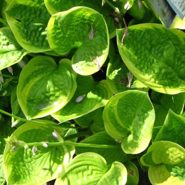 Hosta Unforgettable - Hartlelie