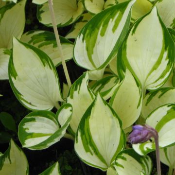Hosta Warwick Delight - Hartlelie