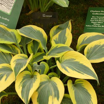 Hosta Yellow Polka Dot Bikini - Hartlelie