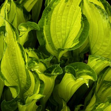 Hosta fortunei Albopicta - Hartlelie