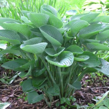 Hosta nigrescens - Hartlelie