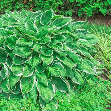 Hosta sieboldii var alba - Hartlelie