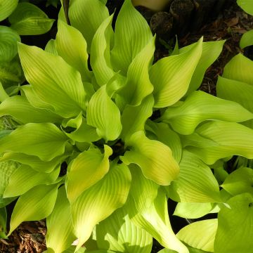 Hosta Sun Power - Hartlelie