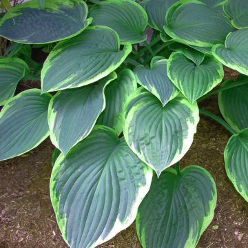 Hosta tardiana El Niño - Hartlelie
