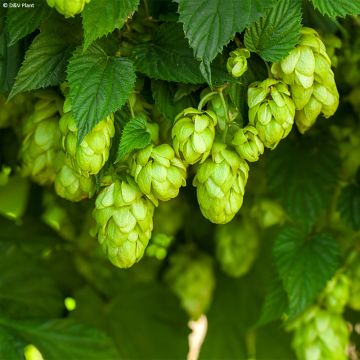 Hop Echte brouwhop - Humulus lupulus