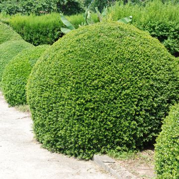 Ilex crenata Dark Green - Japanse hulst