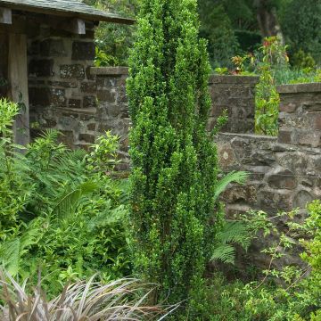 Ilex crenata Fastigiata - Japanse hulst