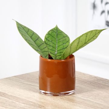 Hoya callistophylla - Wasbloem