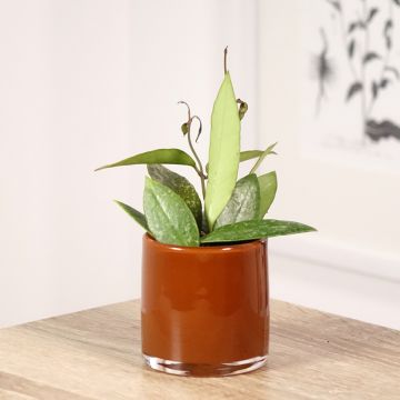 Hoya gracilis - Wasbloem