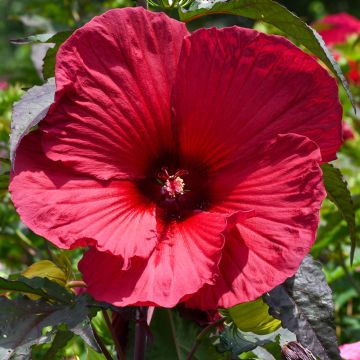 Hibiscus moscheutos Rood - Moerashibiscus