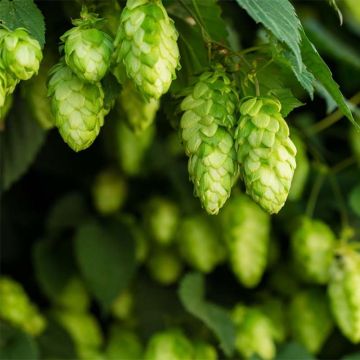 Hop Target - Humulus lupulus