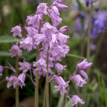 Boshyacint roze - Hyacinthoides non scripta Rosea