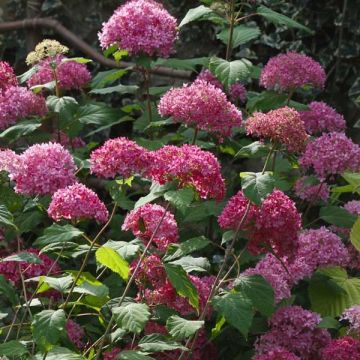 Hydrangea arborescens Bella Anna BIO - Struikhortensia