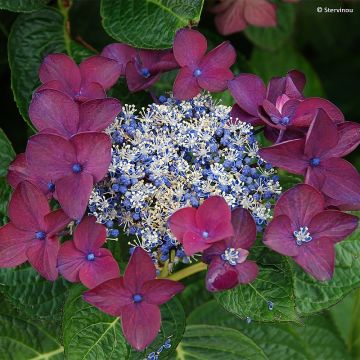 Hydrangea macrophylla Buchfink - Bolhortensia