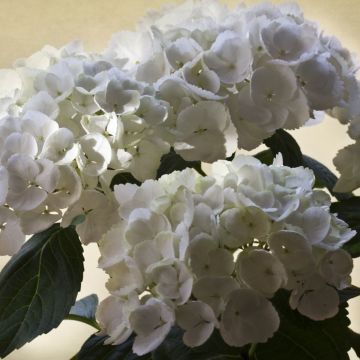 Hydrangea macrophylla Magical Pearl - Boerenhortensia
