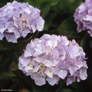 Hydrangea macrophylla Madame Plumecoq - Boerenhortensia