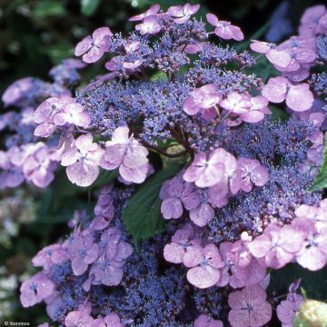 Hydrangea serrata Vicomte de Kerlot - Berghortensia