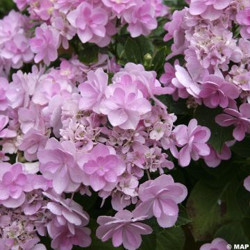 Hydrangea macrophylla You and Me Forever - Bolhortensia