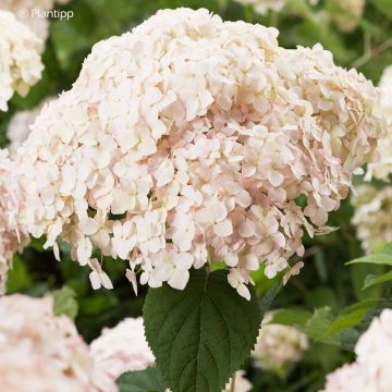 Hydrangea arborescens Candybelle Marshmallow - struikhortensia