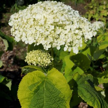 Hydrangea arborescens Golden Annabelle - struikhortensia
