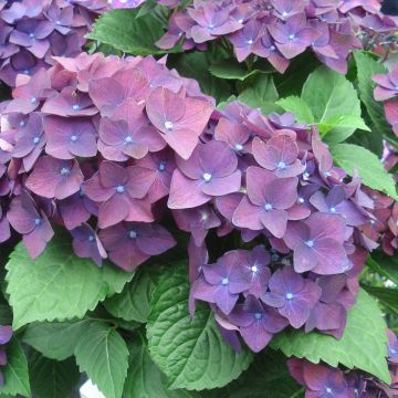 Hydrangea macrophylla Deep Purple Dance - Bolhortensia