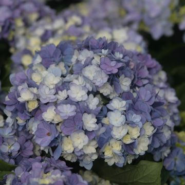Hydrangea macrophylla Tea Time Together - Bolhortensia