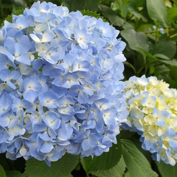 Hydrangea macrophylla Ankong - Bolhortensia