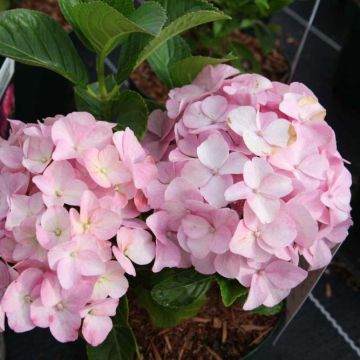 Boerenhortensia Belle Séduction Bodalan BIO